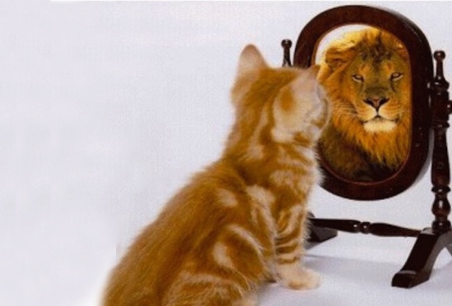 cat-sees-lion-mirror