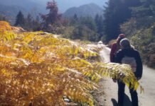 Пропуснете кратките разходки – една по-дълга на ден е по-добра за сърцето ви